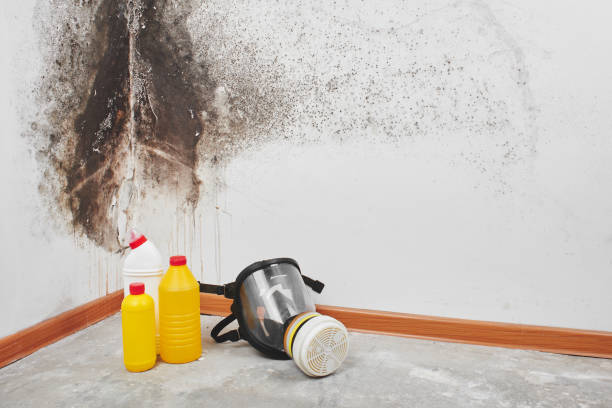 Professional Mold Remediation in Raytown, MO