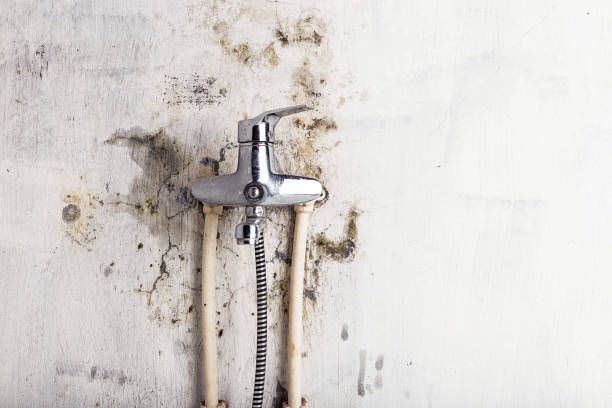 Best Residential Mold Remediation in Raytown, MO