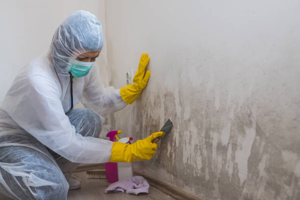 Best Industrial Mold Remediation in Raytown, MO