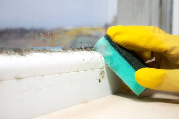 Best Black Mold Remediation in Raytown, MO