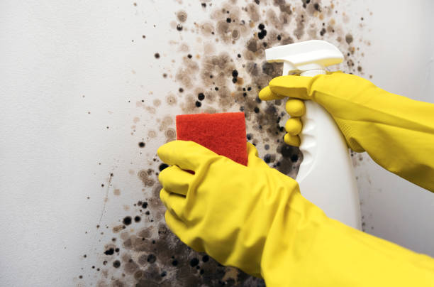 Best Mold Testing and Inspection Services in Raytown, MO