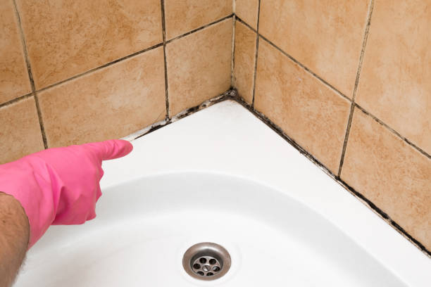 Best Emergency Mold Remediation in Raytown, MO